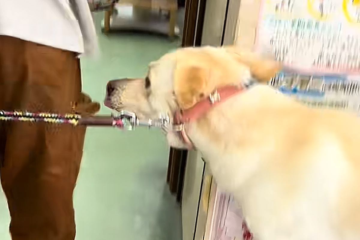 病院に来たらビビりまくる犬→『ママ、助けて！』なんとかして回避しようとする『子どものような光景』に反響「必死ｗｗ」「病院、怖いよねえ」