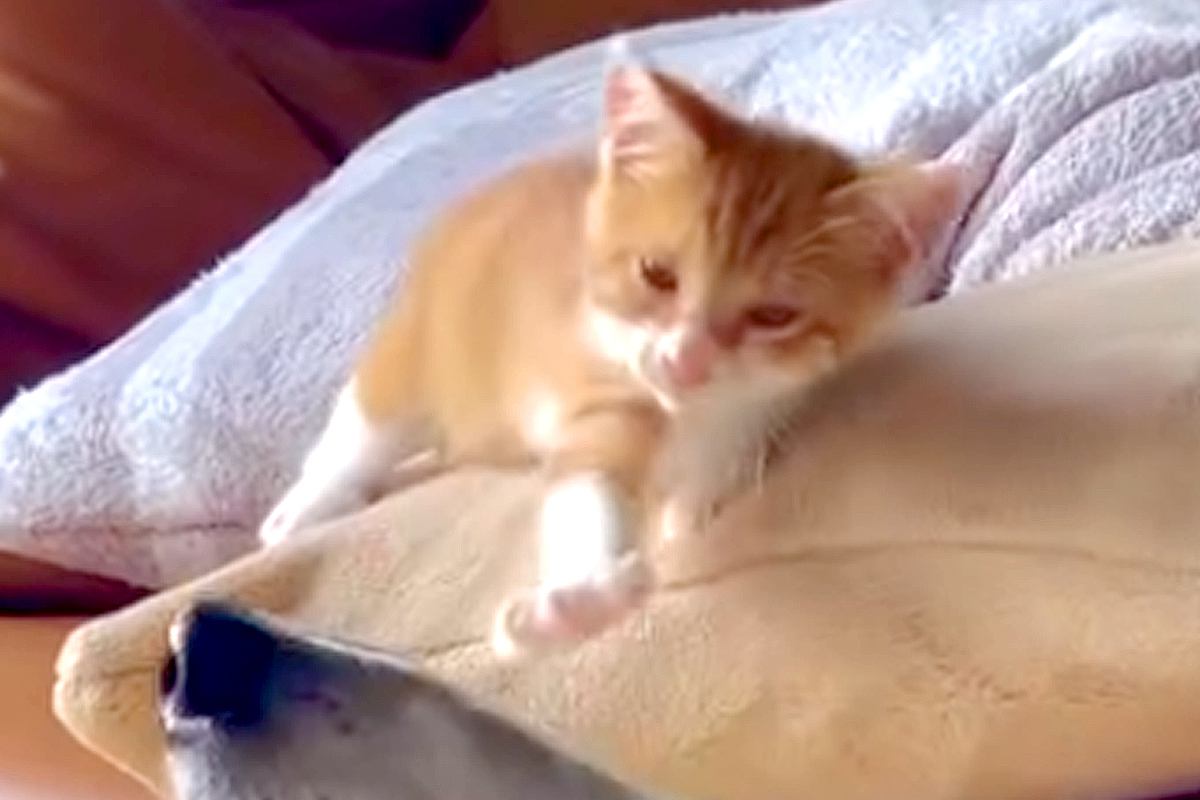迷っていた子猫を保護して3日目→朝、寝ていた大型犬にちょっかいをかけて…親子のような『尊い光景』が76万再生「優しい世界」「素敵すぎる」