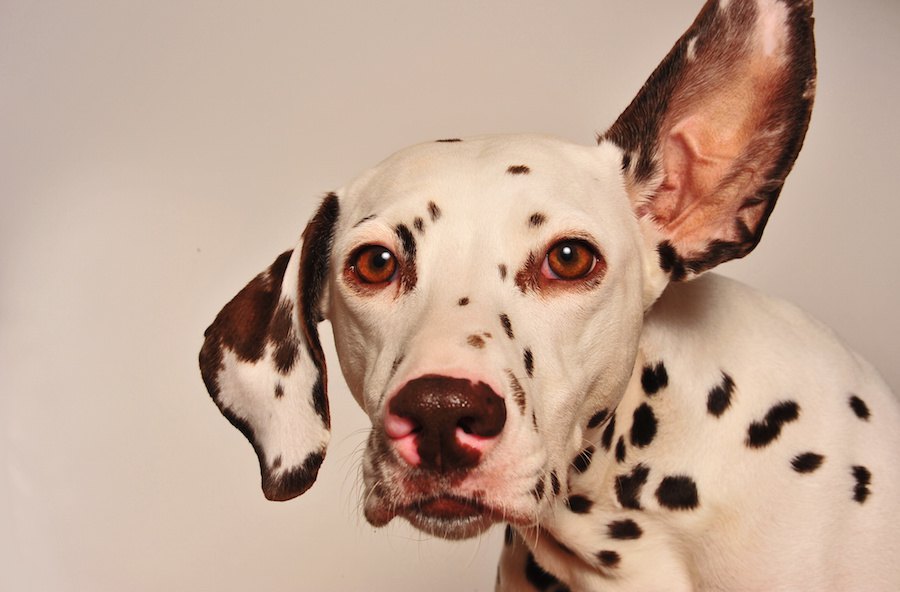 「もしかして聞こえていない？」犬の難聴について知っておきたいこと