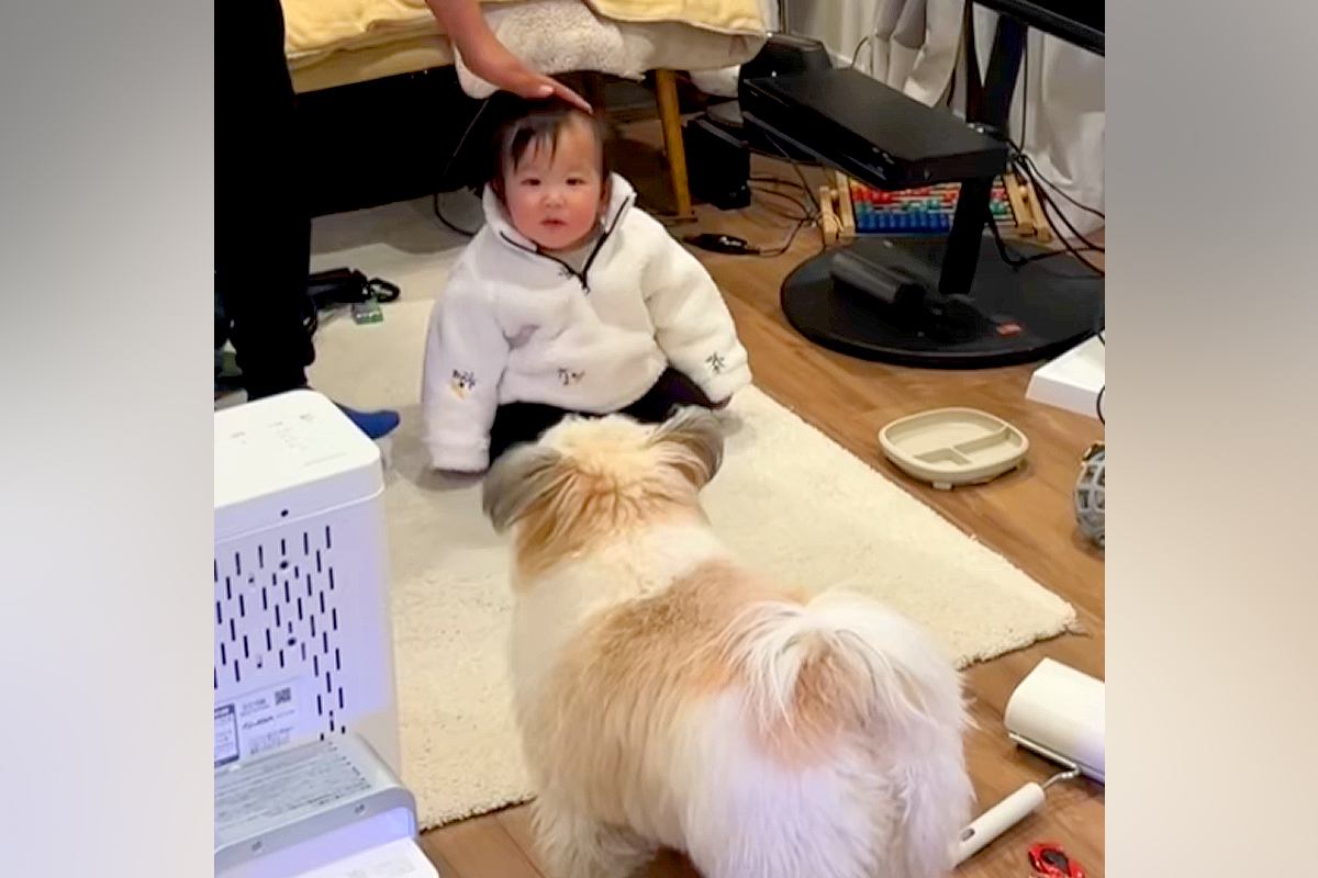 赤ちゃんに触ろうとすると、犬がすぐさま駆けつけて…『過保護すぎる光景』が尊いと54万再生「可愛すぎる護衛」「機敏なSPｗｗ」「頼もしい」