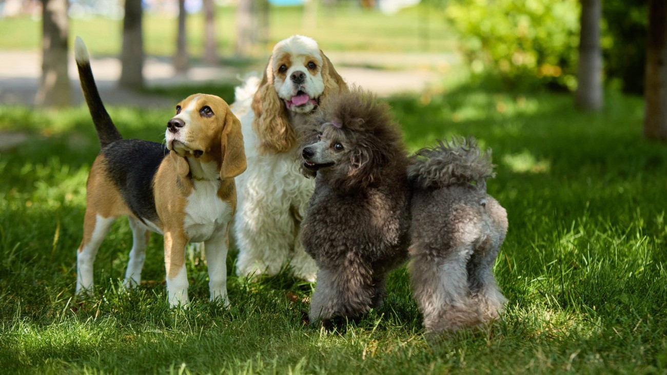 「知らなかった…」愛犬の肌質は犬種や年齢・性別で変化する！肌質を決める『3要素』を獣医が解説