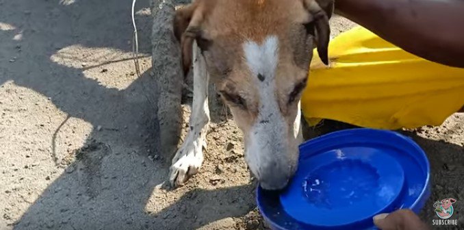 犬は生きていた！大噴火で火山灰に生き埋めになって2週間、驚異の生還劇