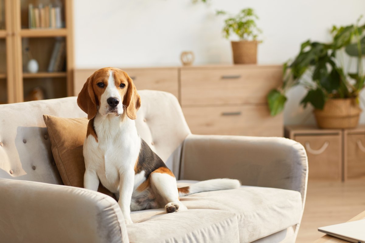 犬が『ソファに乗っかる』理由4選　高いところに乗りたがる心理や対策まで