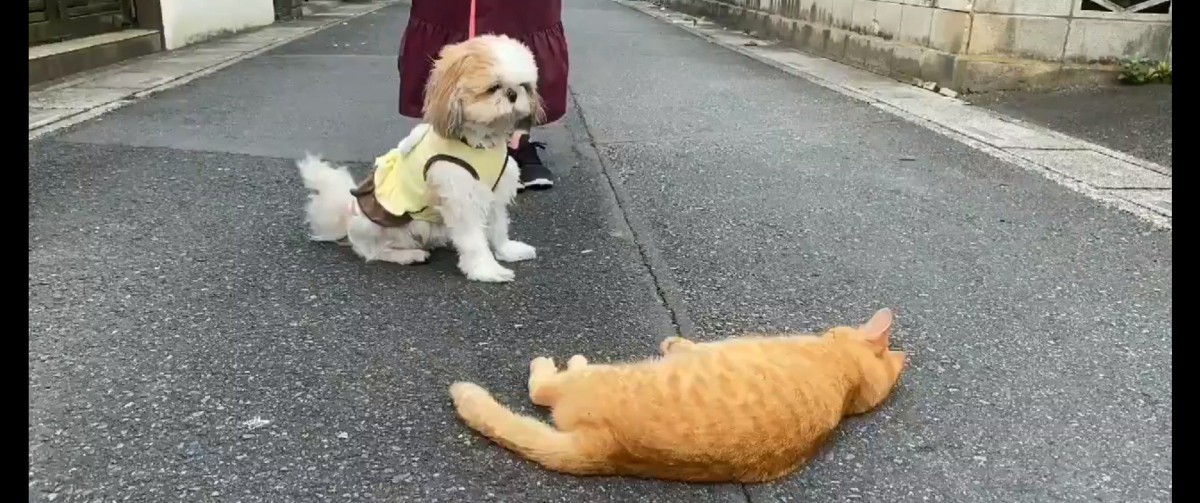 シーズーさんは猫さんがお好き♡ラブコールを送る姿がかわいいと話題に♪