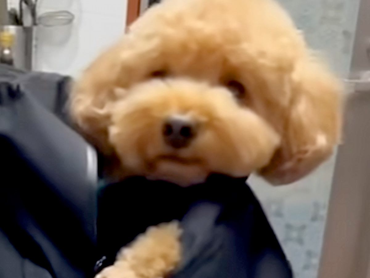 久しぶりに実家に帰ったら、犬がイタズラをしすぎて…『まさかの刑』を受ける光景が20万再生「むしろご褒美」「赤ちゃんみたいで可愛いｗ」