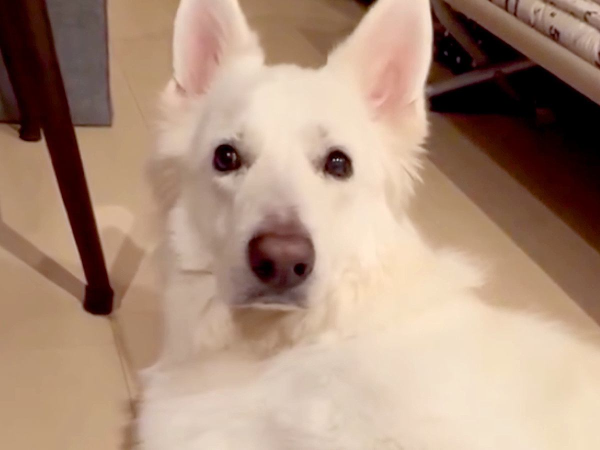 部屋で待機する大型犬→ママに『どうしても撫でて欲しい』とおねだりをした結果...とんでもなく愛おしい『配慮』が120万再生「可愛すぎ」