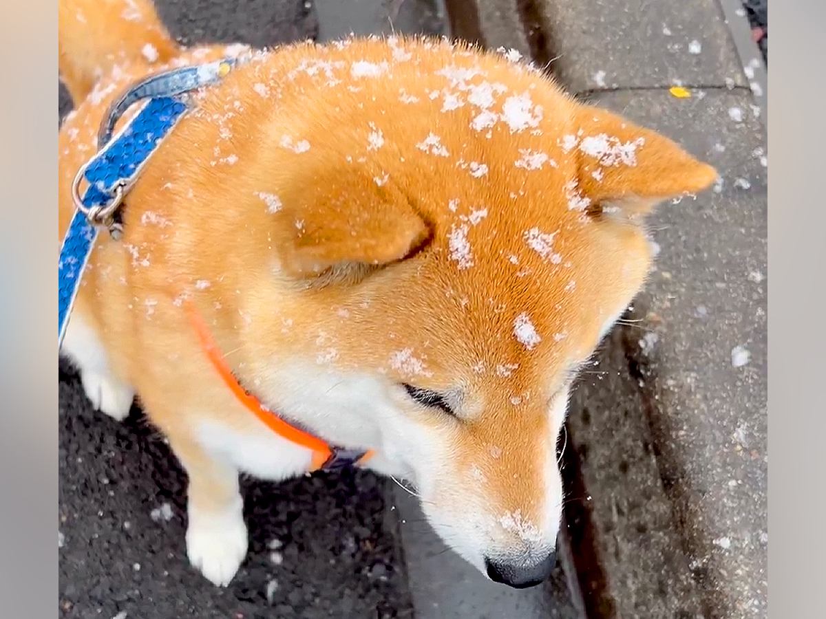 犬と散歩をしていたら、雪が降ってきて…まさかの『揚げパンが完成していく光景』が609万表示の大反響「粉砂糖たっぷり」「ふっかふかで最高」