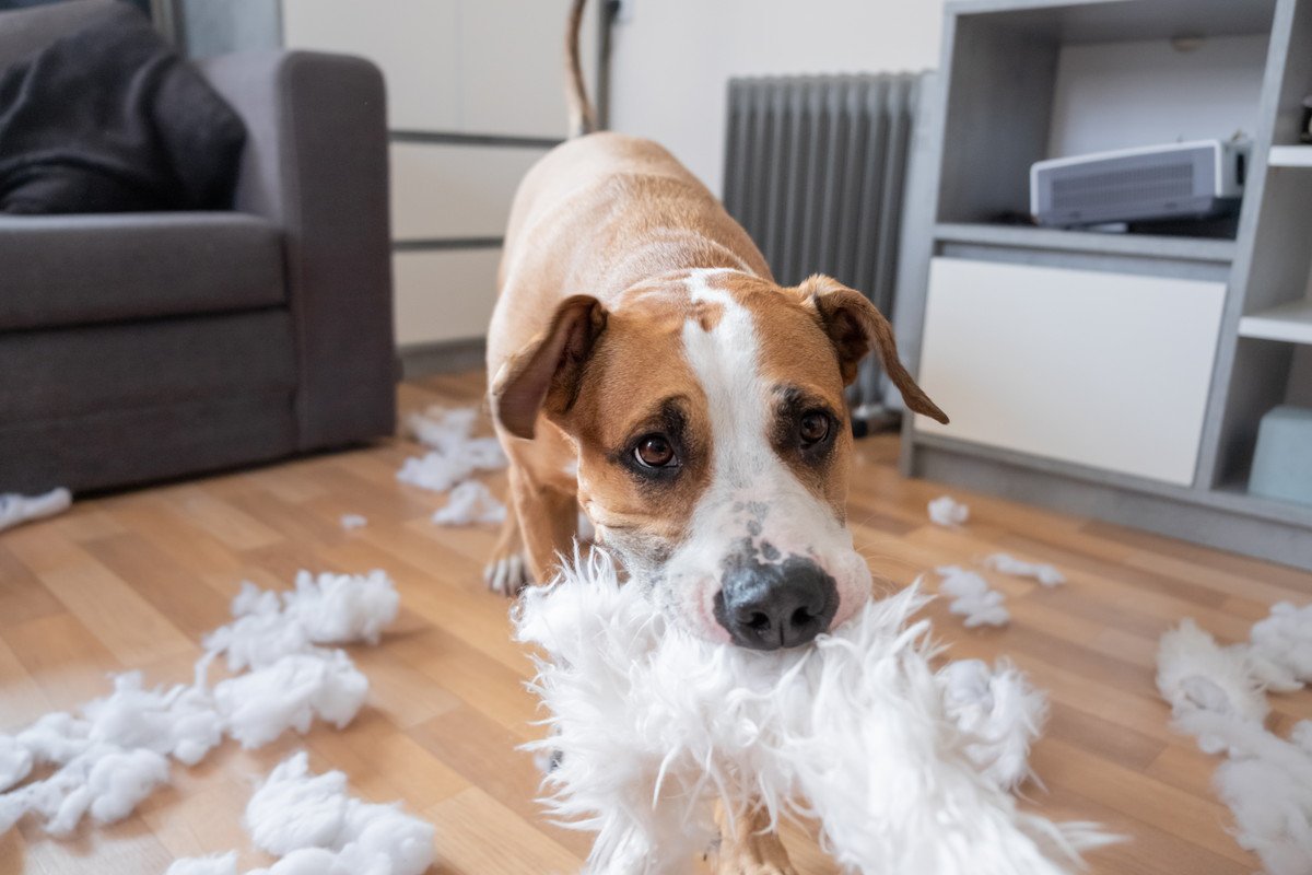 問題を抱える犬に育ってしまう「ダメな飼い方」3つ！やってはいけない理由を解説