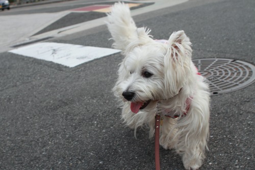 散歩中に迷子犬に出会ったら？保護から飼い主さんの元へ戻した2例