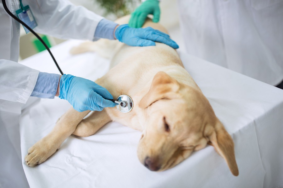 【夜間救急病院での経験】愛犬の予期せぬ悲しい事故