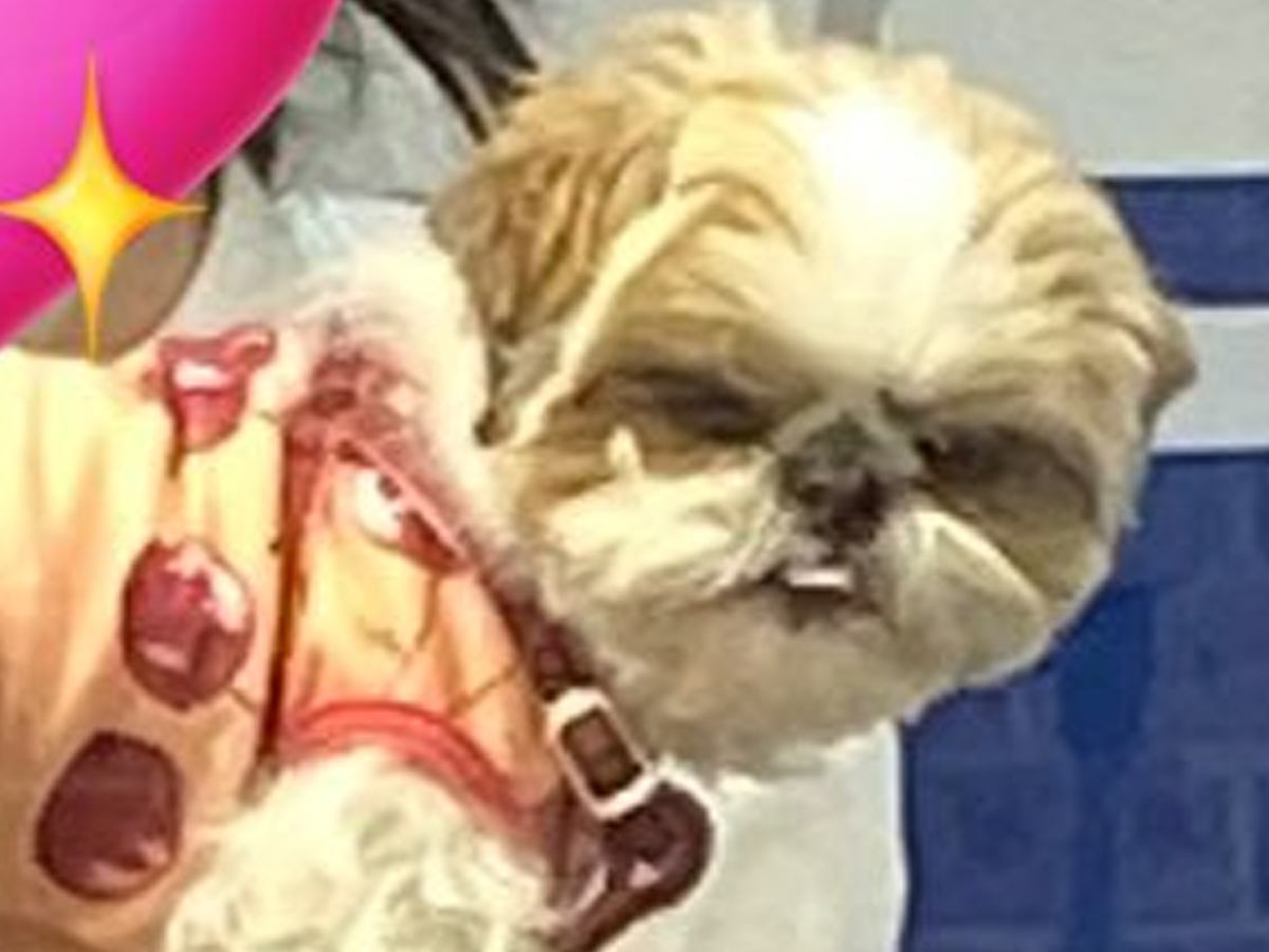 爪切りに連れて行った犬→ガラス越しに覗いてみたら…衝撃的な『まさかの表情』に2万いいね「よくも騙したな！って顔ｗ」「怒ってて草」と爆笑