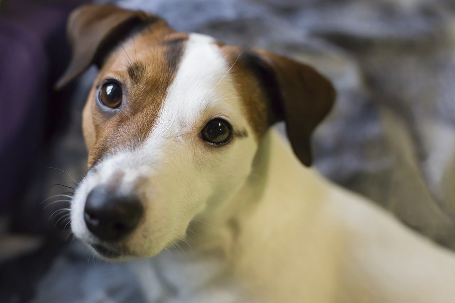 犬がウンチで遊んでしまう心理とやめさせる方法