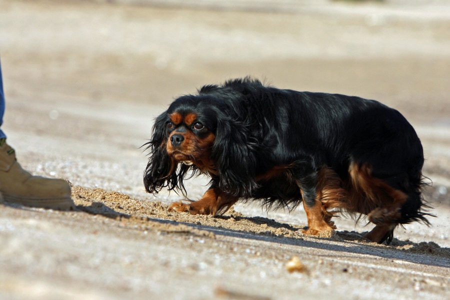 犬が頭を下げながら近づいてくるときの心理とは？