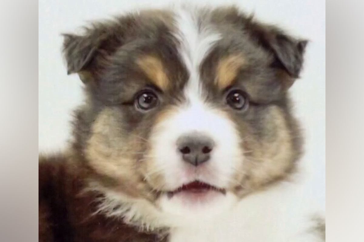 『子どもが怖がるから捨てた』1歳までに3回も家族が変わった犬→『またひとりになるの？』と怯えて…現在の光景に思わず涙「運命の出会い」