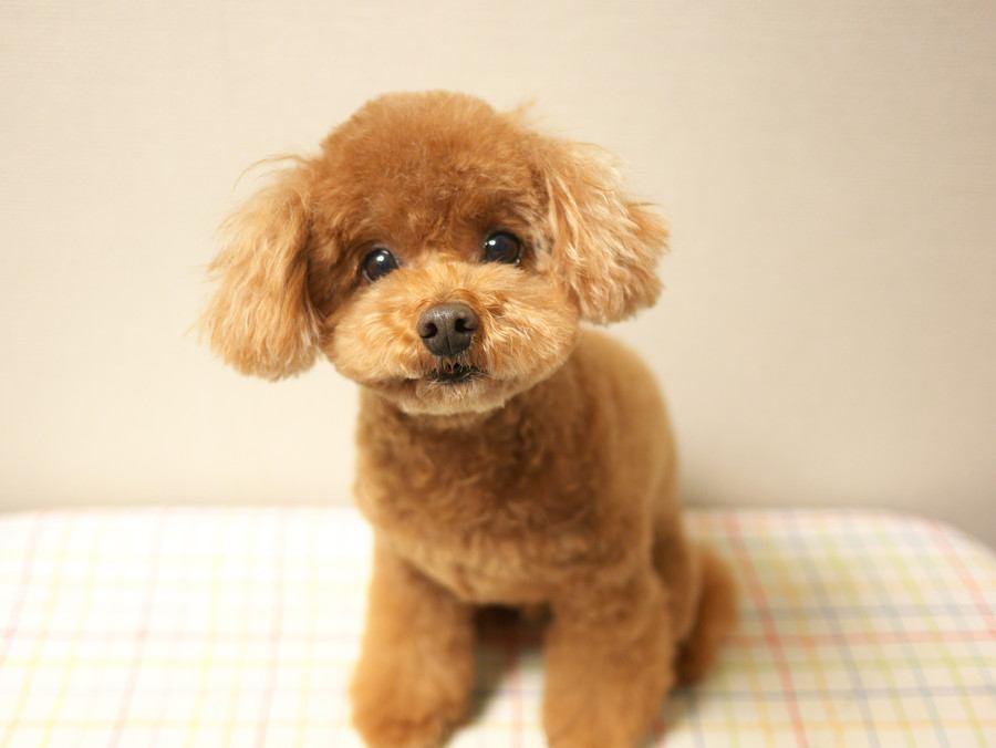 『長生きすると言われている犬種』５選　愛犬の健康寿命を延ばすためにできることまで