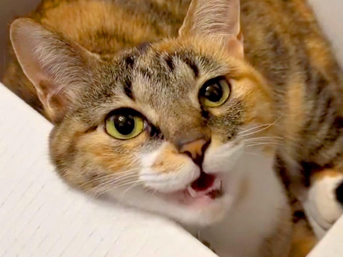 猫のことが大好きすぎる犬→お顔をパクリと食べてしまい…？衝撃的な『愛情表現』が55万表示「丸ごと食べちゃうの笑った」「私もするｗ」の声