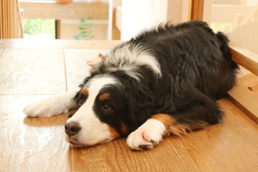 マイペースな犬が見せがちな5つの仕草や行動