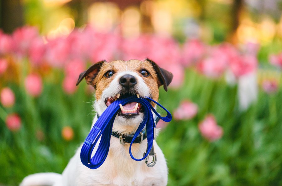 犬の散歩は『ダブルリード』がオススメ！正しい方法やコツを解説