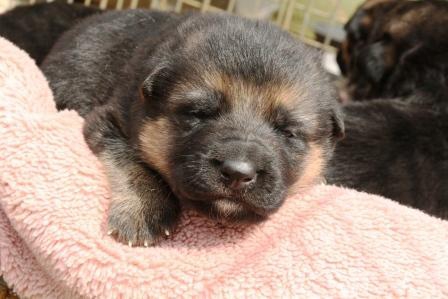 偉いぞ！賢いぞ！警察犬としてお馴染のシェパード子犬（まとめ）