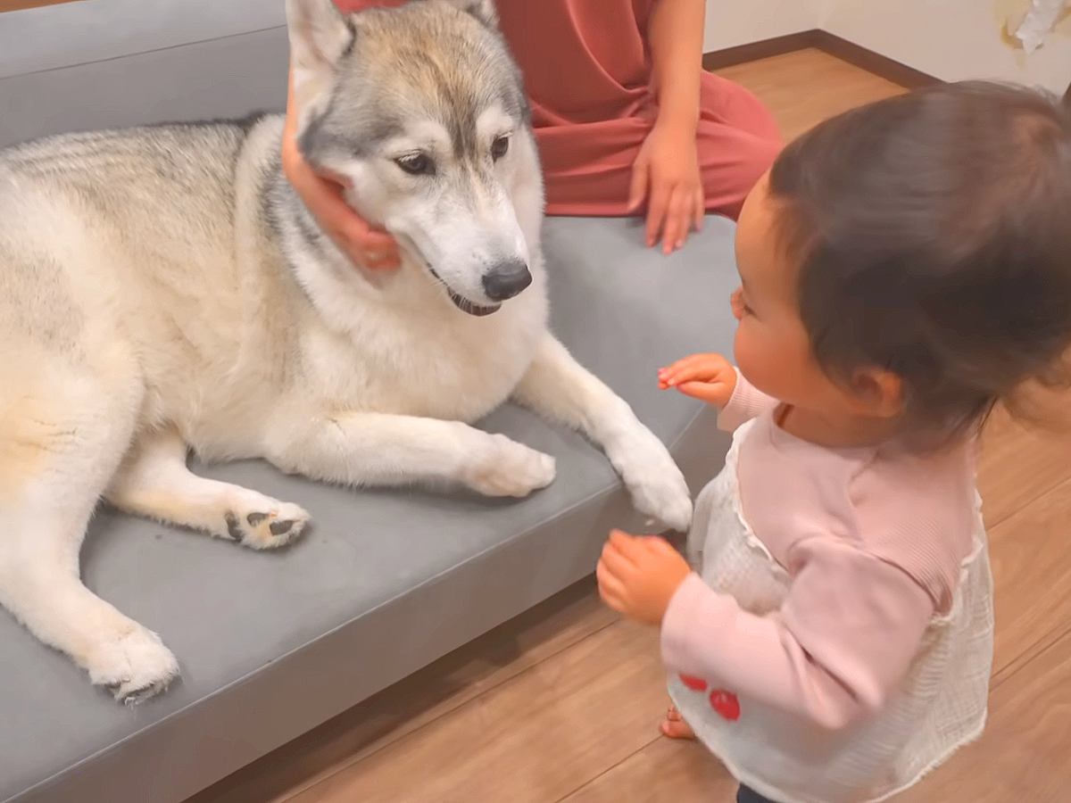 『犬は家族に順位を付けているのか』を調査してみたら…ホッコリが止まらない『尊い検証結果』が50万再生「全員可愛い」「なんて幸せなオチ」