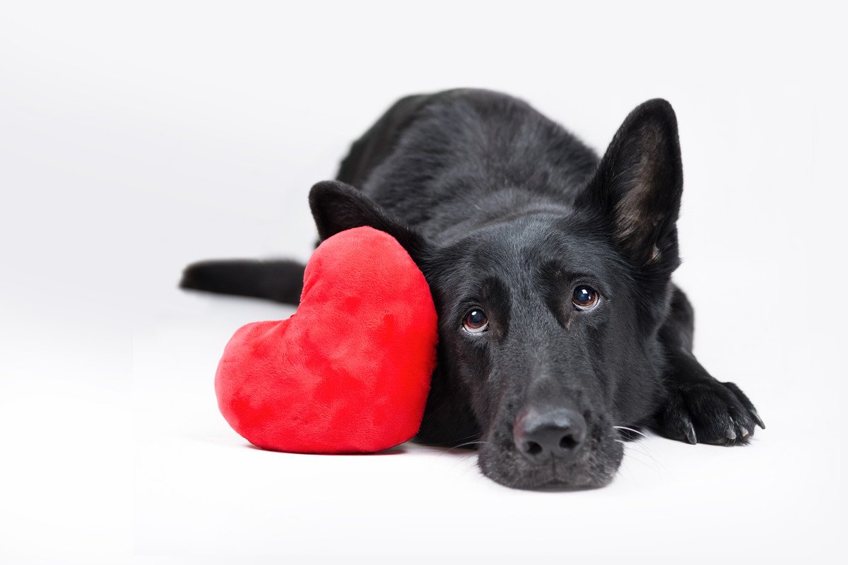 発情期の犬がする『6つの行動』性別ごとの違いや飼い主がすべき対応まで