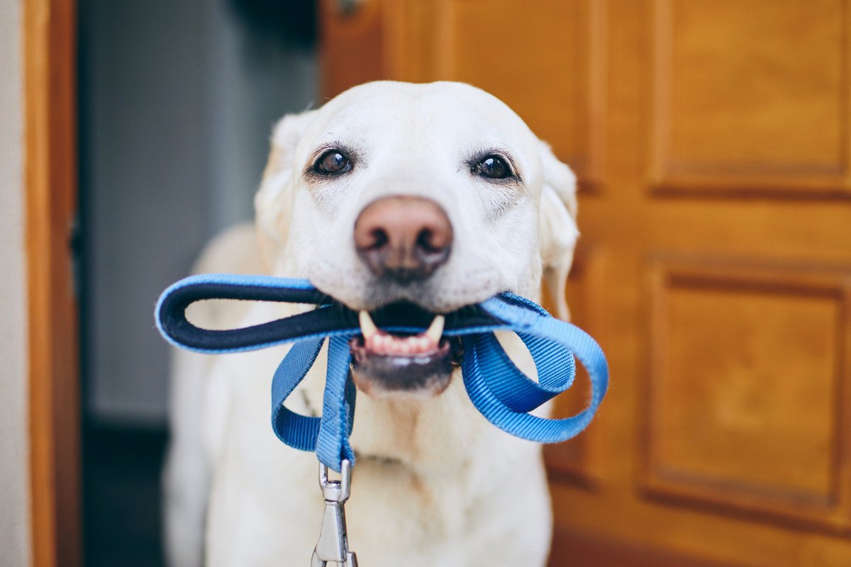 犬が『散歩に行きたい』ときにみせる行動6つ　あなたの愛犬はどう？飼い主に要求しているサインとは