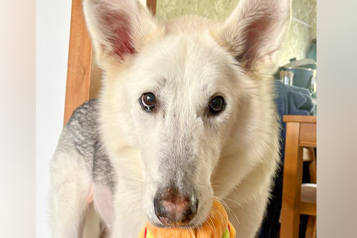 美形でカッコいい『オオカミ犬』→ヨーグルトを与えてみると…普段と違いすぎる『表情』に1万いいね「シロクマに見えるｗ」「手が私よりデカい」