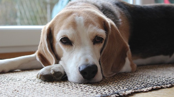 愛犬の痴呆を予防する方法について