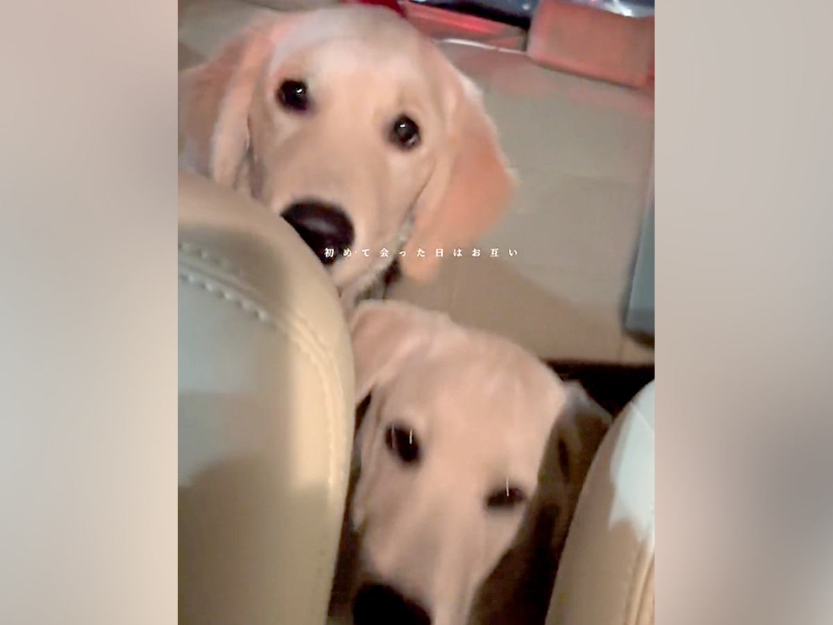 ２匹の大型犬を保護→帰りの車内では無表情で…当時が嘘のような『ビフォーアフター』が111万再生「愛されて育ったの伝わる」「幸せいっぱい」