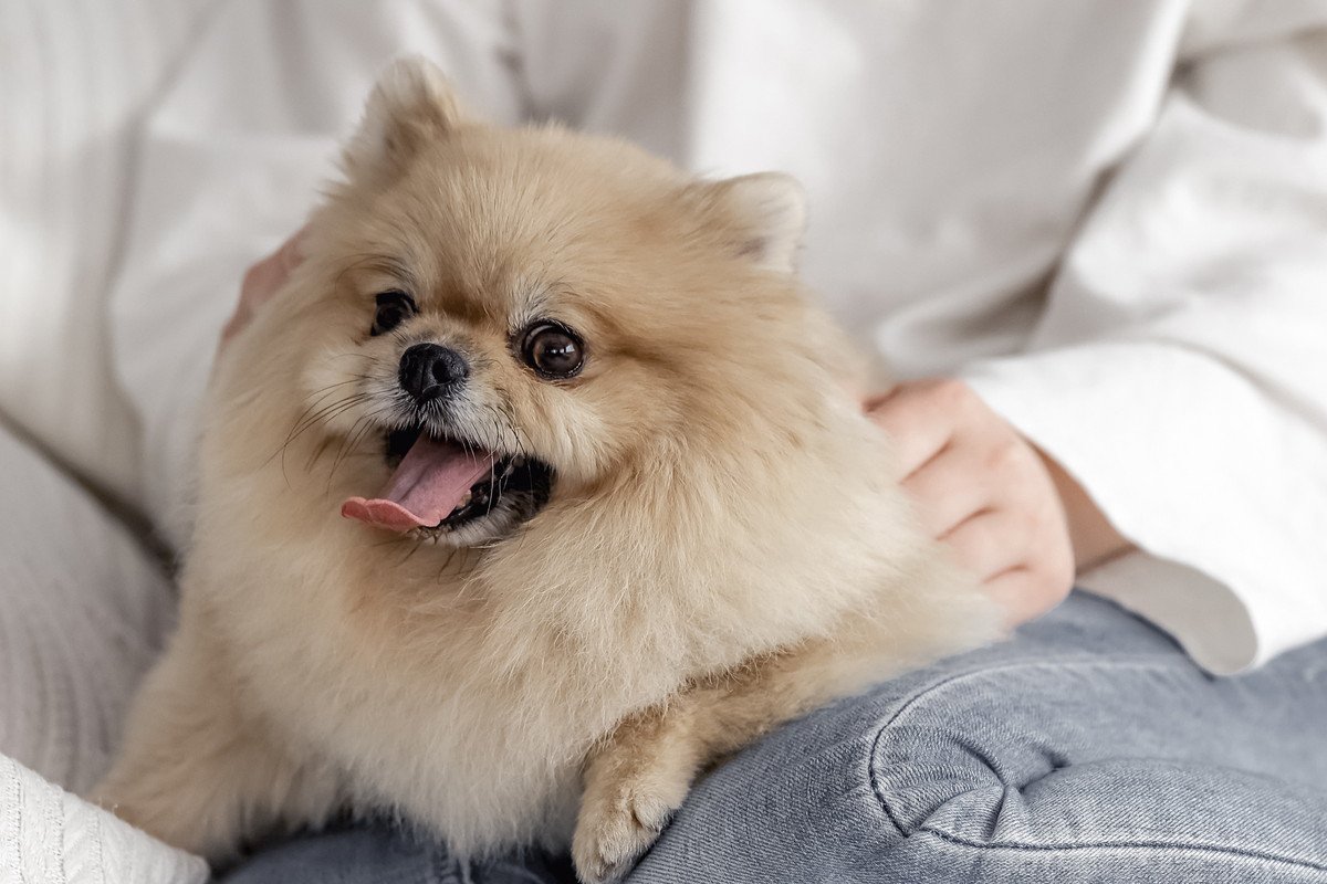 犬の呼吸がいつもより荒い…3つの原因と適切な対処法