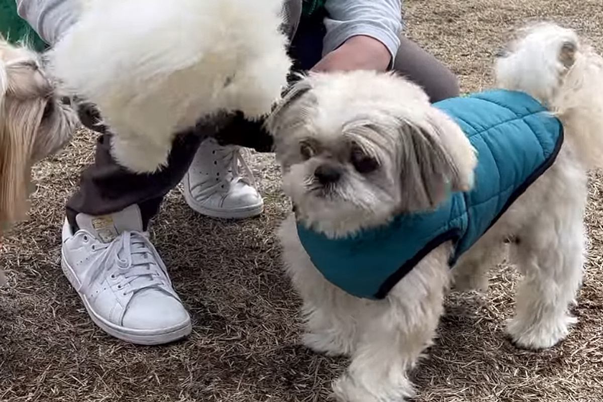 ドッグランに立ち寄った犬→走り回って遊ぶかと思ったら、なぜか前足を浮かせて…思わず笑う行動に反響「可愛すぎる」「チクチク嫌なんだｗ」