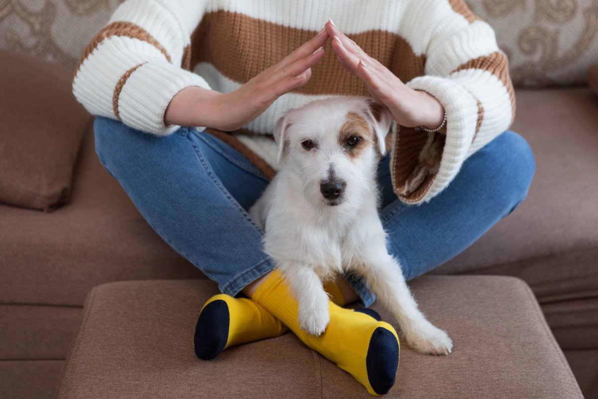 犬が『足の間に入り込んでくる』理由5選　なぜ挟まってくるの？飼い主にくっついてくるときの心理まで