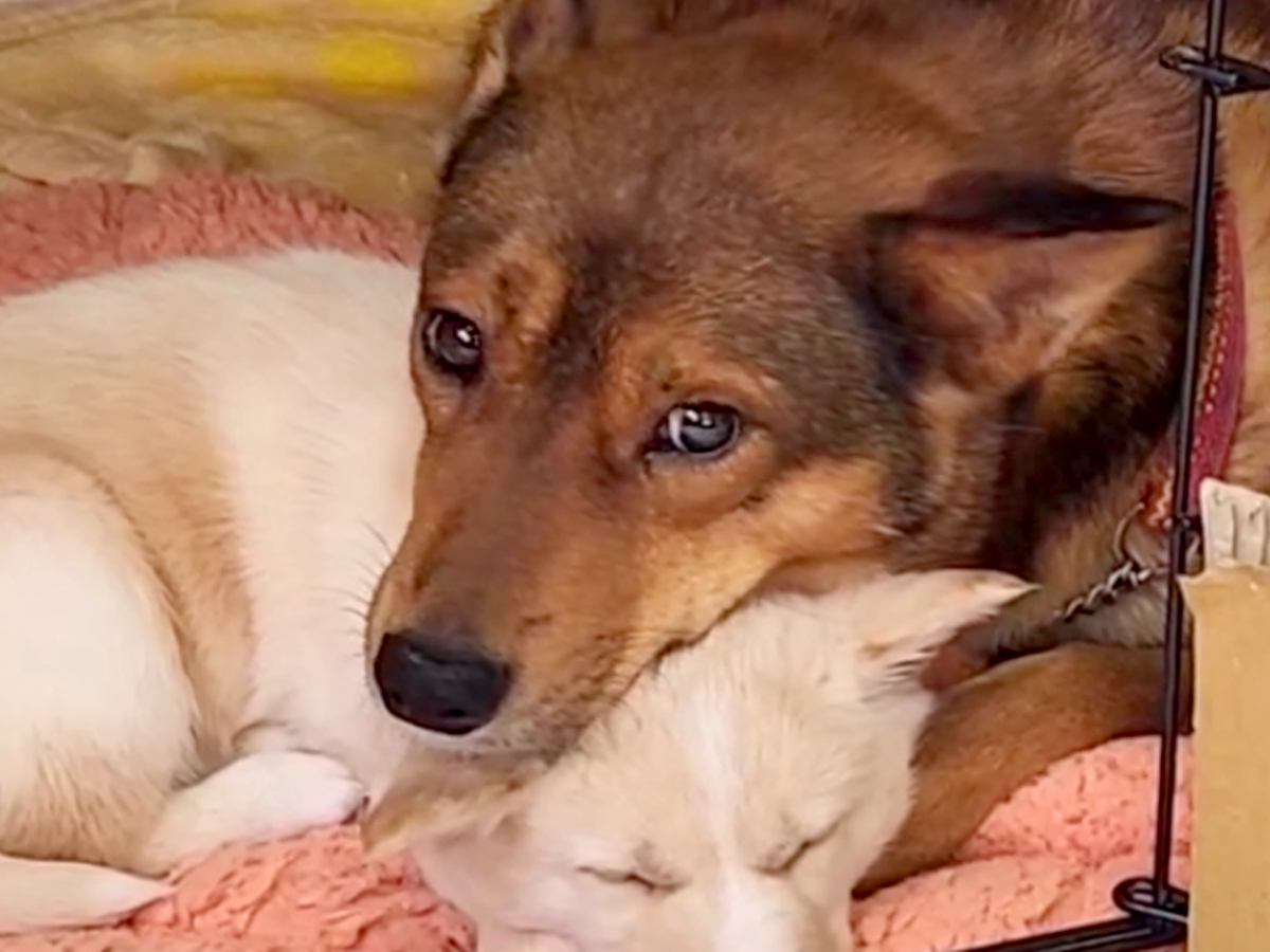 一斉処分予定だった2頭の野犬…保護当時では想像もできなかった『表情の変化』と『感動の結末』が9万再生「嬉しくて涙」「幸せになって」