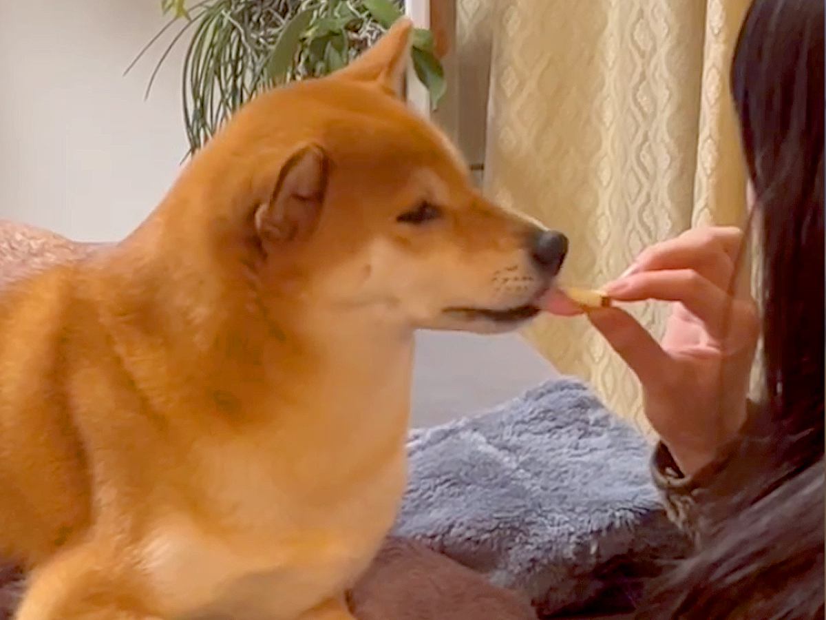 女の子が『すっぱいリンゴ』を食べていたら、柴犬が欲しがり…『思ってたんと違う』表情に出過ぎてしまう光景が15万再生「顔ｗｗ」「可愛すぎ」