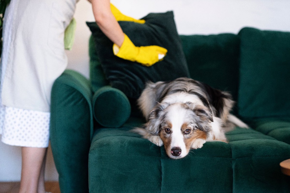 部屋の『犬臭』を消す4つの方法！どうしたら獣臭さは消臭できる？根本的な解決法は？