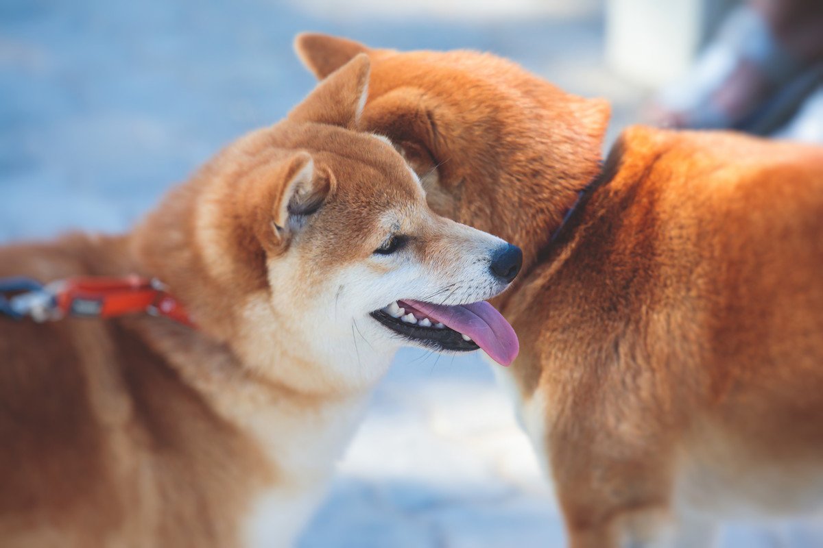 犬を多頭飼いするのに適切なタイミングとは？先住犬に対して考慮するべきポイントをご紹介