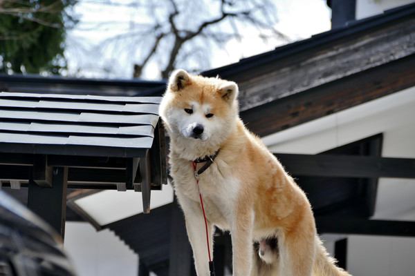 秋田犬の性格や特徴、価格から飼い方まで