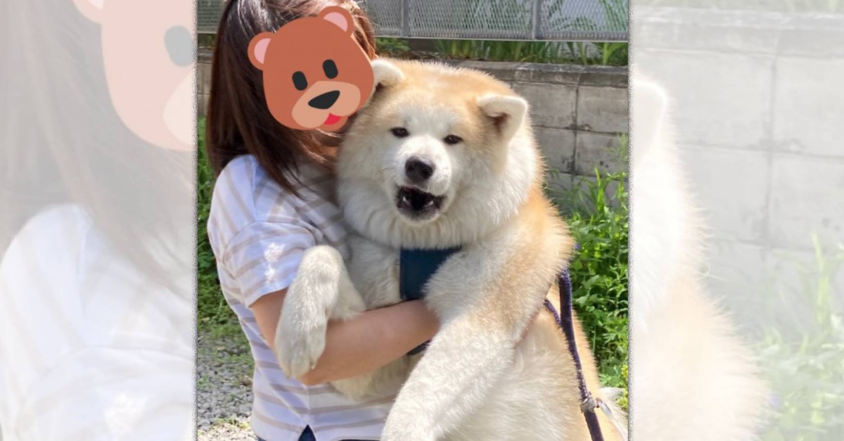 これはもうイッヌじゃなくてクマ！もふもふ秋田犬さんがSNSで話題騒然！