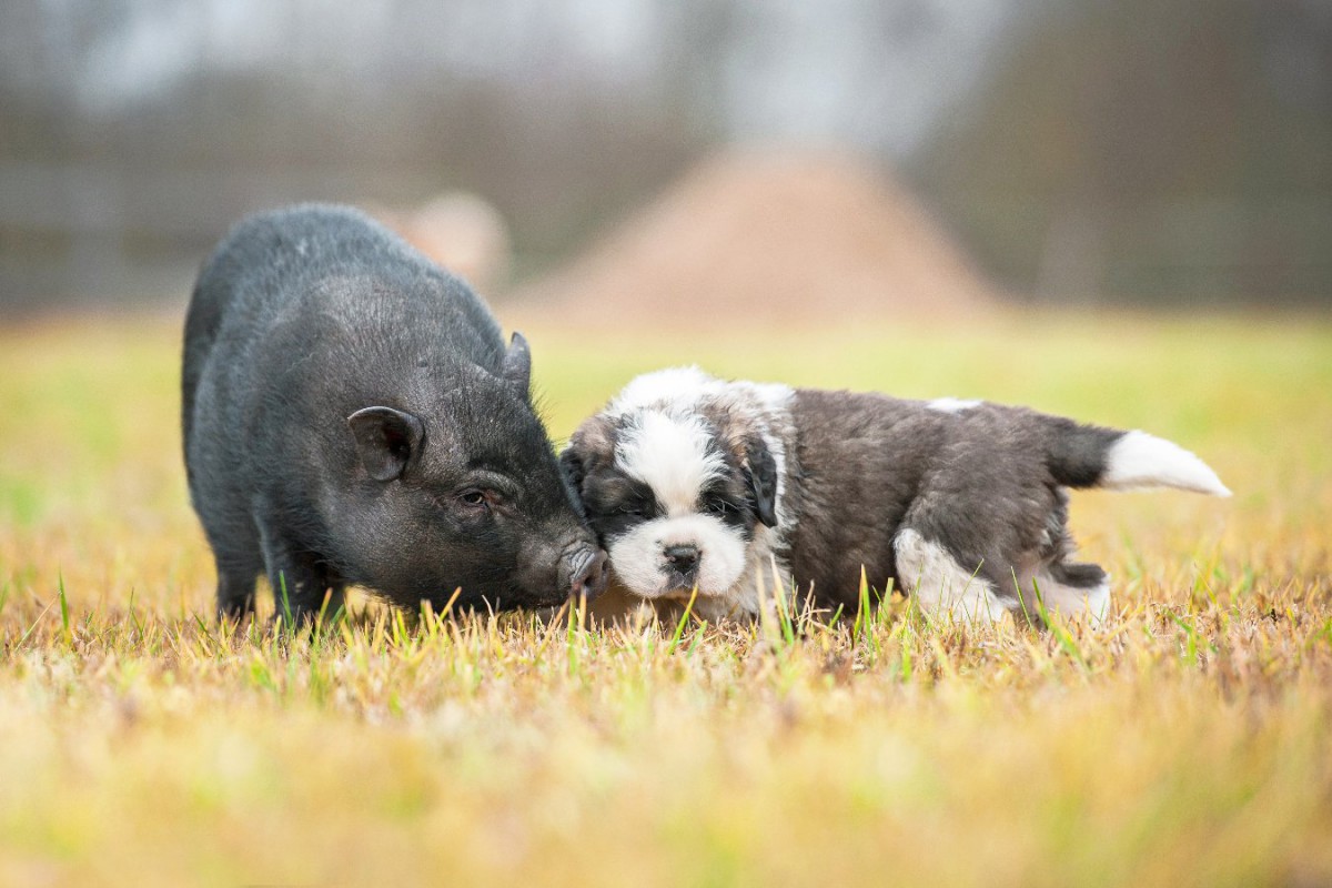 犬に出来てブタには出来ないコミュニケーションの方法とは？【研究結果】