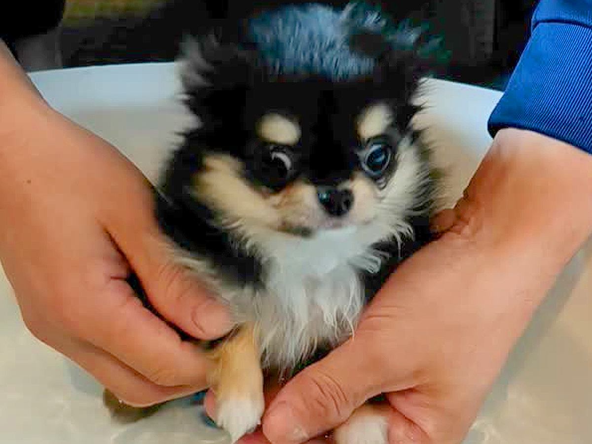 水に怯えて震えていた赤ちゃん犬→１年後、プールに入れようとしたら…同じ犬とは思えない『まさかの行動』が238万再生「可愛さ限界突破」