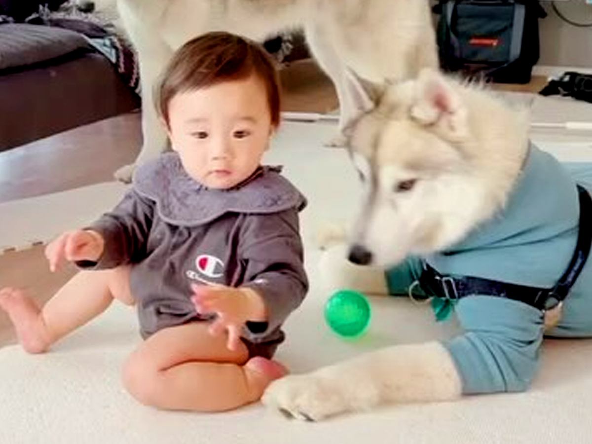 『赤ちゃんと大型犬３匹』が一緒に過ごした結果…まるで保育士？あまりにも微笑ましい行動に絶賛の声「とっても優しい」「羨ましすぎる」