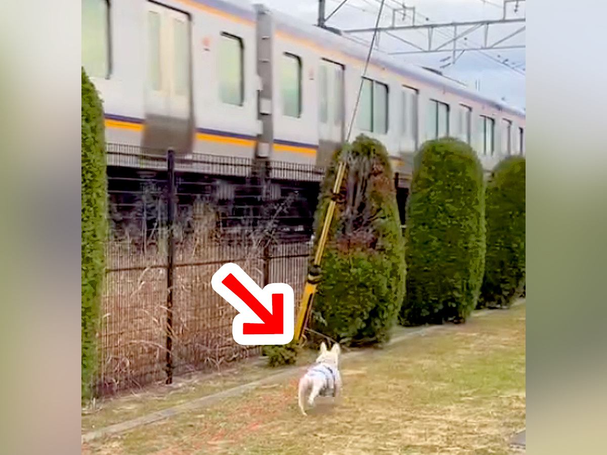 電車をみると走り出してしまう犬→２台の電車が『交差』したら…想定外の展開で『パニックになる光景』が230万再生「戸惑ってて草」「速すぎｗ」