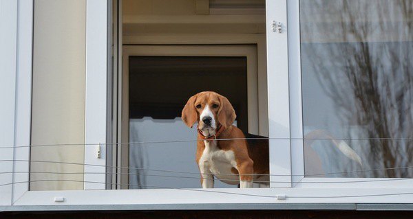 犬を賃貸で飼えない３つの理由