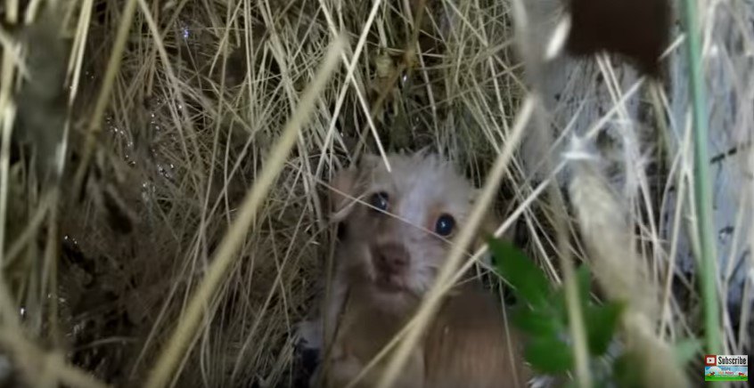 うずくまる小さな犬をレスキュー。彼女は５ヵ所も骨折していた