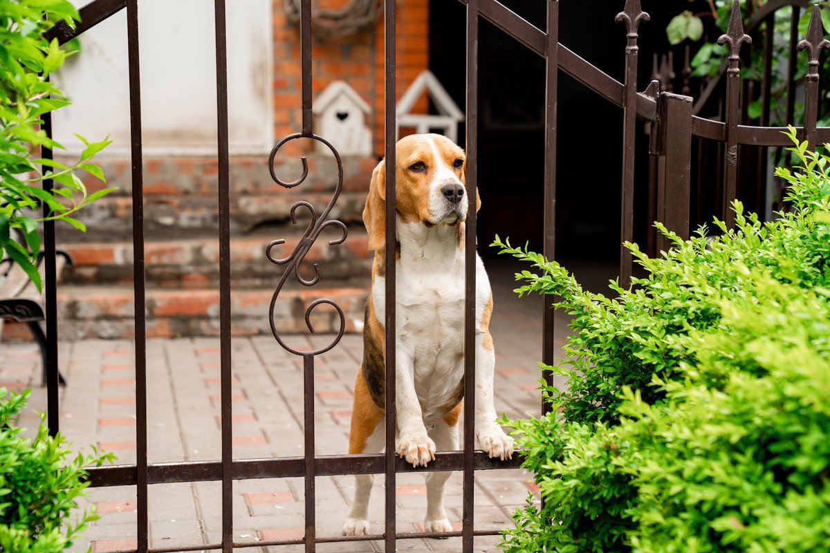 犬の飼い主が他人に配慮すべきこと3つ　近隣住民とのトラブルを回避するための心得まで