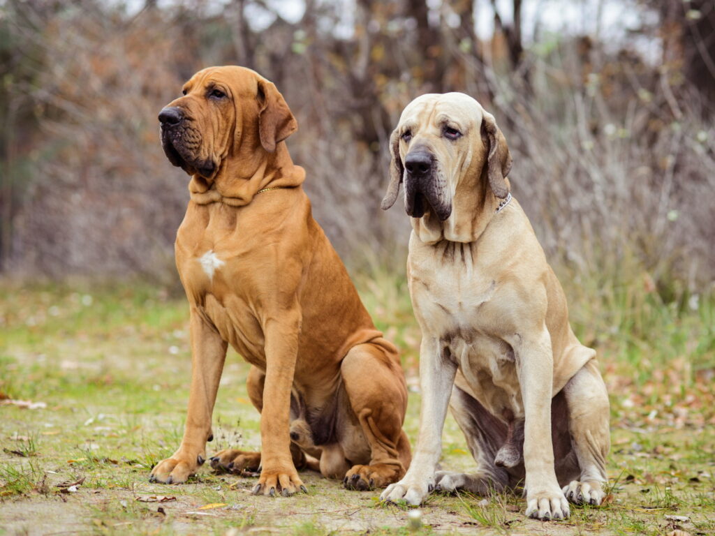 【獣医師監修】ブラジリアン・ガード・ドッグ｜犬種の特徴と性格、飼い方や価格相場まで解説