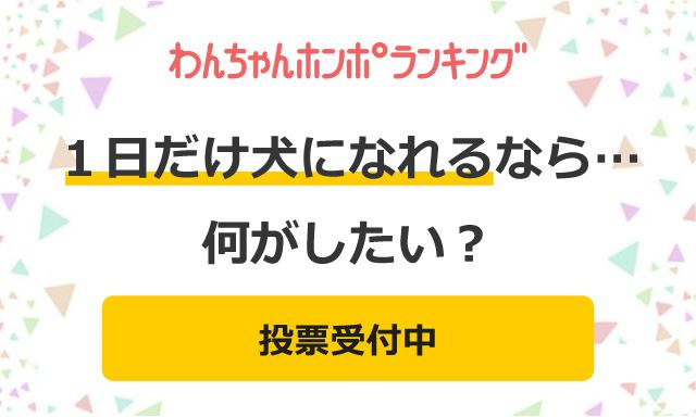 【投票受付中】もしも、１日だけ犬になれるなら…何がしたい？