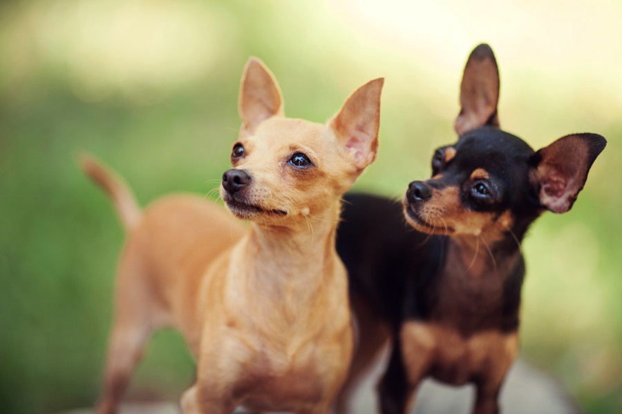 犬が上を向く３つの意味