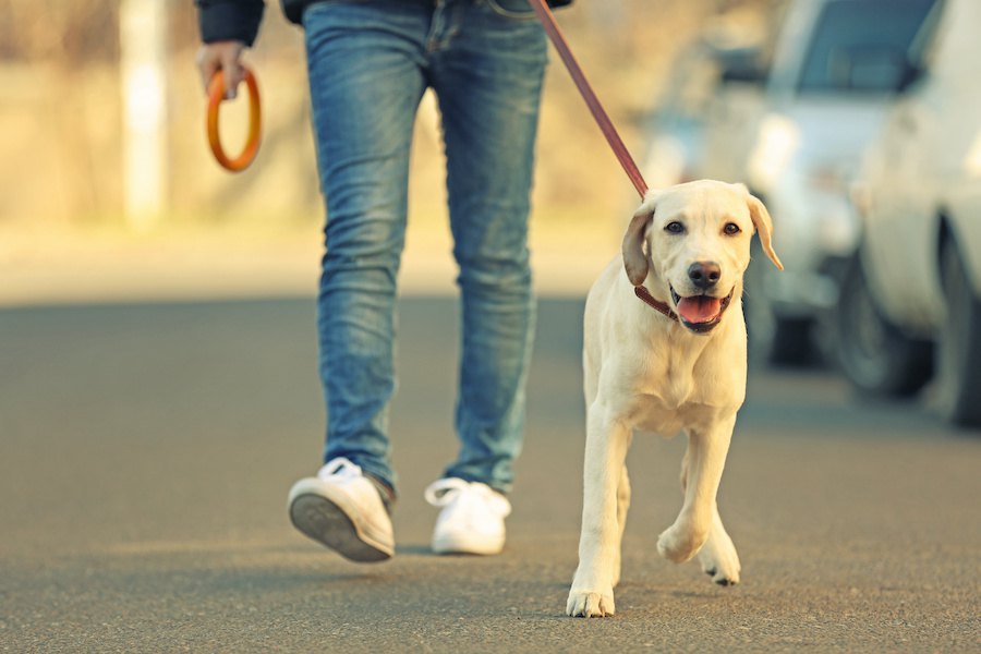 犬のお散歩で他人に迷惑をかけない為にすべき配慮３つ