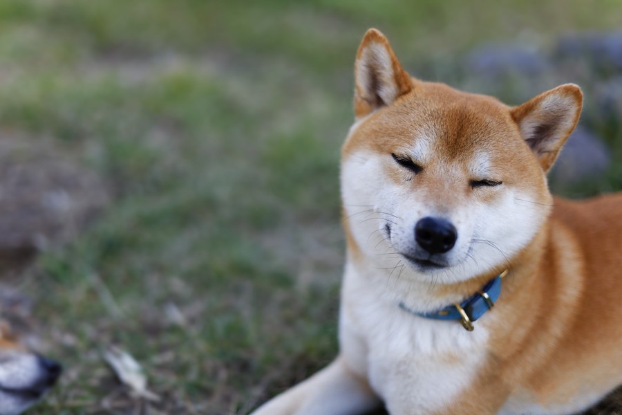 犬が座ったまま寝るときの3つの気持ち